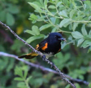 American Redstart Photo By Will Crain