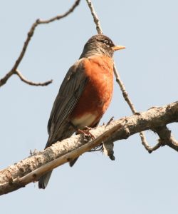 American Robin Photo by Will Crain