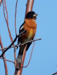 Black-headed Grosbeak Photo By George Mowat