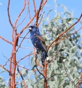 Blue Grosbeak Photo By Will Crain