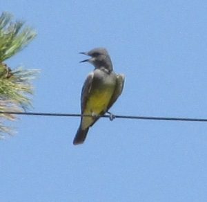 Cassin's Kingbird Photo By Will Crain