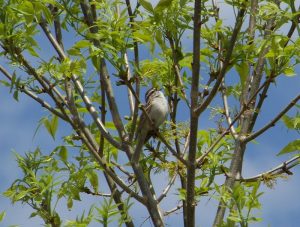 Chipping Sparrow Photo By Deb Regele