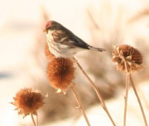 Common Redpoll Photo By Will Crain