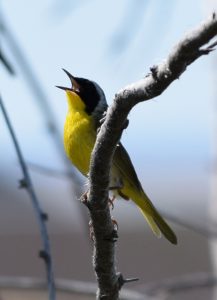 Common Yellowthroat By Will Crain