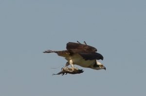 Osprey Delivering Fish Photo By Edie Linneweber