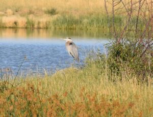 Great Blue Heron Photo By Will Crain