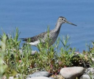 Greater Yellowlegs Photo By Will Crain