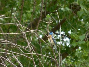 Lazuli Bunting Photo By Robert Hill