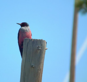 Lewis Woodpecker Photo By Will Crain