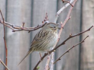 Lincoln Sparrow Photo By George Mowat