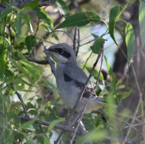 Loggerhead Shrike Fledgling Photo By Will Crain