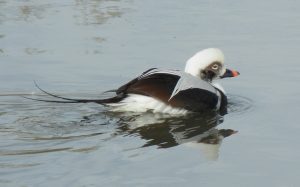 Long-tailed Duck Photo By George Mowat