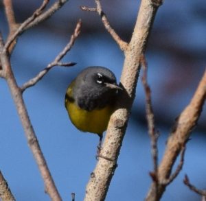 MacGillivrays Warbler Photo By Will Crain