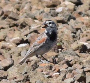 McCown's Longspur Photo By Will Crain