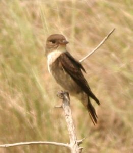 Olive-sided Flycatcher Photo By Will Crain