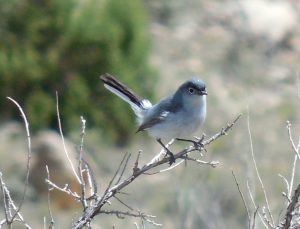 Blue-gray Gnatcatcher By Robert Hill