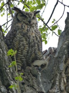 Great-horned Owl and Nestlings Photo By Rebecca Shirley