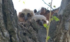 Great-horned Owl Nestlings Photo By Rebecca Shirley