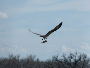 Osprey Delivering Fish Photo By Rebecca Shirley