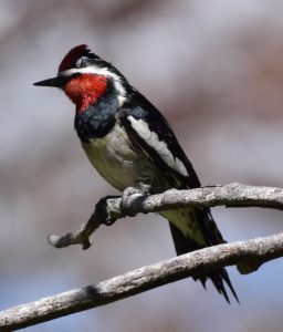 Red-naped Sapsucker Photo By Will Crain