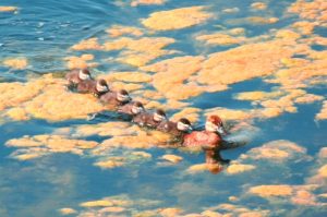 Ruddy Duck Photo By Steve Regele