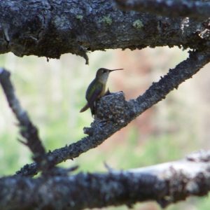 Calliope Hummingbird and Nestlings Photo By Steve Regele