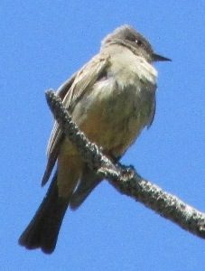 Say's Phoebe Photo By Will Crain