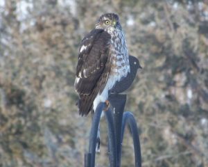 Sharp-shinned Hawk Photo By Deb Regele