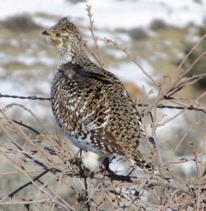 Sharp-tailed Grouse Photo By Will Crain 