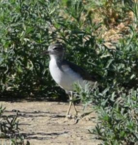 Solitary Sandpiper Photo By Will Crain