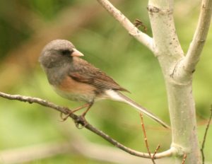 Dark-eyed Junco Photo By Will Crain