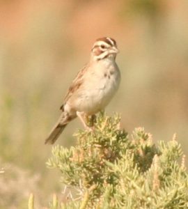 Lark Sparrow Photo By Will Crain