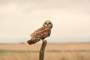 Short-eared Owl Photo By Will Crain