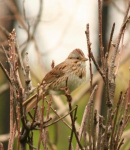 Song Sparrow Photo By Will Crain