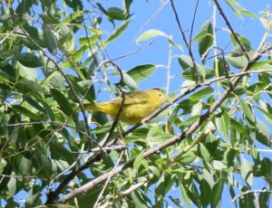 Warbling Vireo Photo By Will Crain