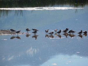 Wilson's Phalaropes Photo By Robert Hill