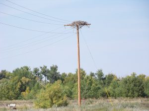 cottonwood-ranch-power-pole-nest-1-d-regele