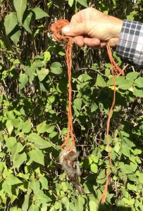 entangled-house-sparrow-resized-d-regele