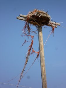 osprey-twine-nest-2-resized-m-restani