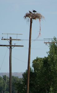 silesia-free-standing-pole-nest-with-twine-baffle-resized-d-regele