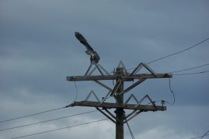 swinging-bridge-baffles-4-13-16-f-leaving-old-site-dorothy-bartlett