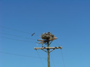 swinging-bridge-with-nestlings-s-regele