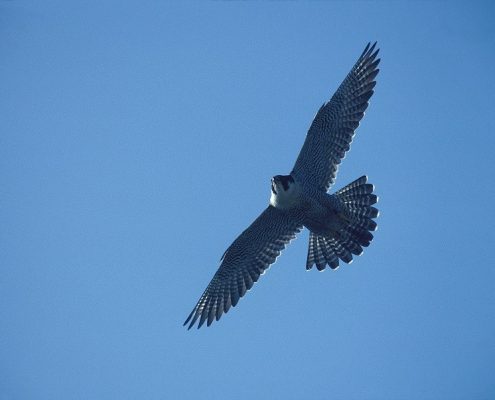 Peregrine Falcon in Greenland Photo by Marco Restani